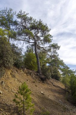 Kıbrıs 'taki güzel yeşil orman, Olimpos Dağı' na yakın, Troodos.