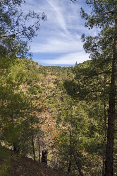 Panoramautsikt över skogarna i Cypern. — Stockfoto