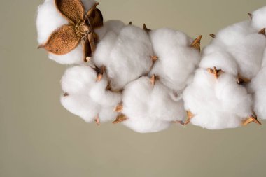 Gri arka planda güzel beyaz pamuk çiçeği. Doğal bitki.