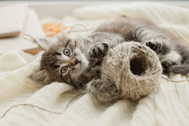 Şirin tüylü gri kedi yavrusu beyaz bir ekose üzerinde gri bir yarıkla oynuyor.