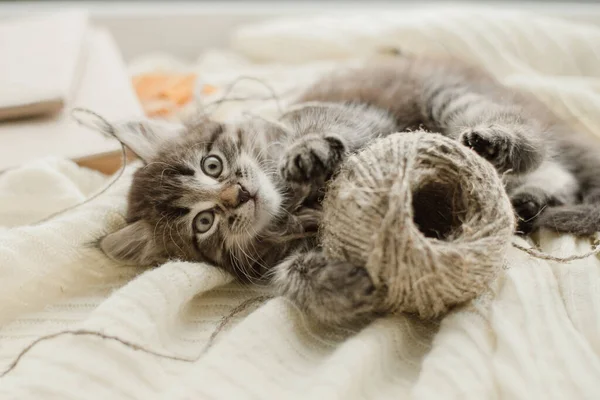 Schattig Pluizig Grijs Kitten Speelt Met Een Grijze Clew Een — Stockfoto
