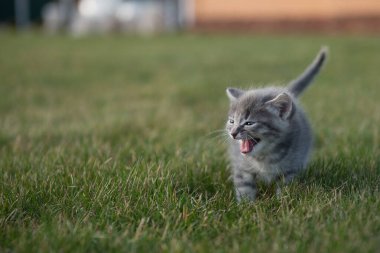 Şirin, küçük, tüylü, komik kedi yavrusu yeşil çimlerde oynuyor.