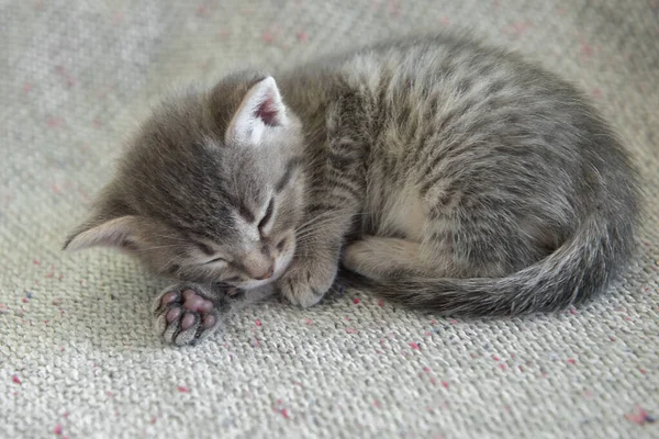 Bonito Pouco Cinza Fofo Engraçado Gatinho Gato — Fotografia de Stock