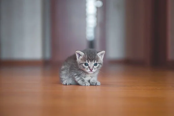 Söt Liten Grå Fluffig Rolig Kattunge Katt — Stockfoto