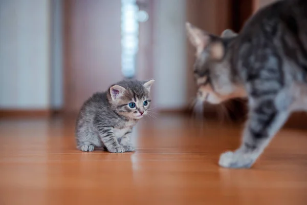 Bonito Pouco Cinza Fofo Engraçado Gatinho Gato — Fotografia de Stock