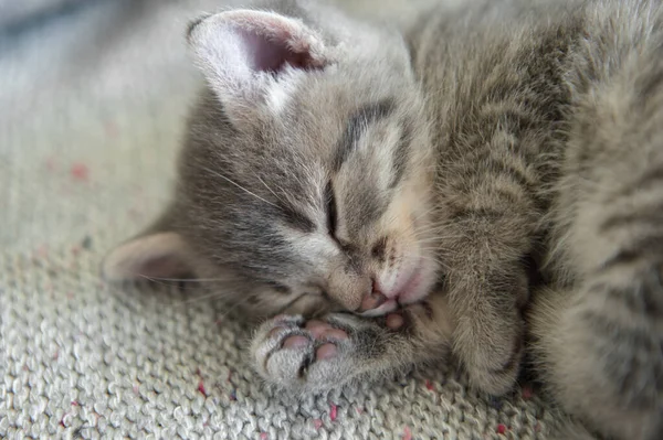 Bonito Pouco Cinza Fofo Engraçado Gatinho Gato — Fotografia de Stock