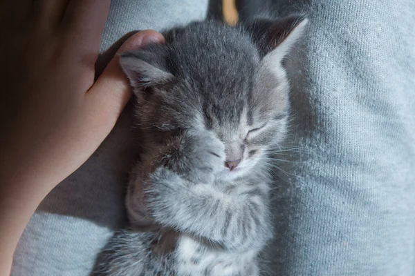 Lindo Poco Gris Esponjoso Divertido Gatito Gato —  Fotos de Stock