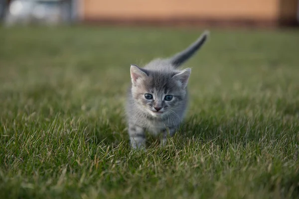 かわいい灰色のふわふわ面白い子猫猫が緑の草で遊ぶ — ストック写真