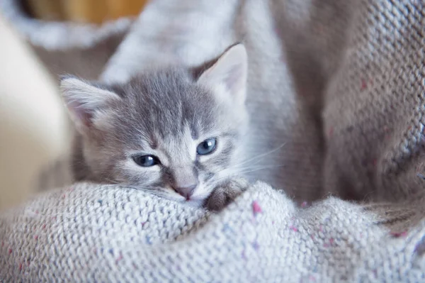 Schattig Klein Grijs Pluizig Grappig Katje — Stockfoto