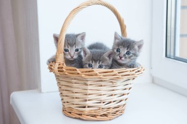 Üç komik gri kedi bir sepetin camındaki kedi yavrusu