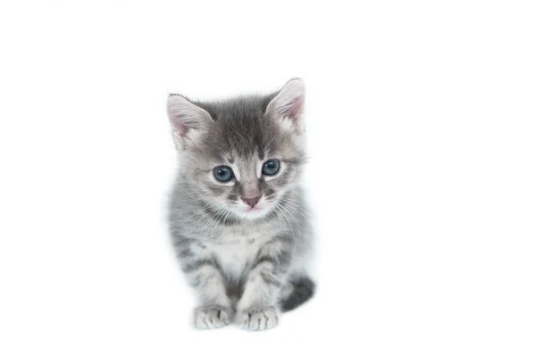 Cute Gray Cat Kitten Sitting Isolated White Background Looking Camera — Stock Photo, Image