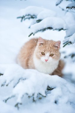 Pembe burunlu sevimli, tüylü kedi, beyaz ve kırmızı, derin karda Noel ağacının arka planına gider.