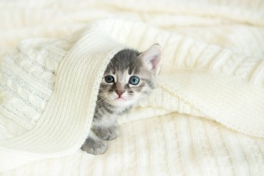 Sevimli gri kedi yavrusu beyaz bir ekoseye uzanmış kameraya bakıyor.