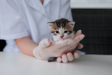 Küçük renkli kedi yavrusu. 1 ay boyunca şeffaf eldivenler ve beyaz önlüklü veteriner kızın elinde.