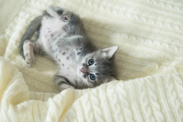小可爱的灰猫在白色格子花上玩耍 腹部有条纹 — 图库照片