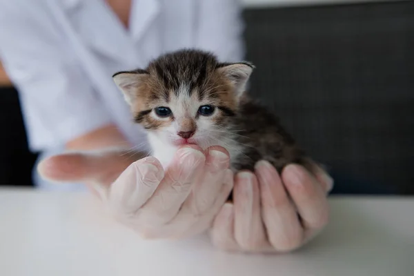 Маленький Разноцветный Котенок Месяц Руках Девочки Ветеринара Прозрачных Перчатках Белом — стоковое фото