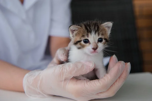 Kleines Buntes Kätzchen Monat Den Händen Der Tierärztin Transparenten Handschuhen — Stockfoto