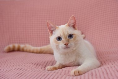 Mavi gözlü sevimli beyaz İngiliz kedisi Pembe izole edilmiş arka planda İngiliz çinçillası