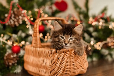 Küçük kahverengi tüylü kedi yavrusu, kırmızı bir fiyonk ile ahşap bir sepetin içinde oturuyor. Noel ağacının yanında, üzerinde altın rengi bir dekoru olan bir Noel ağacının yanında.