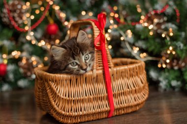 Küçük kahverengi tüylü kedi yavrusu kırmızı bir ağacın yanında kırmızı bir fiyonkla ahşap bir sepette oturuyor. Üzerinde kedi yavrusu olan bir Noel kartı var.