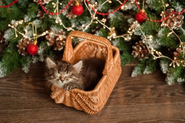 Küçük kahverengi tüylü kedi yavrusu, kırmızı bir fiyonk ile ahşap bir sepetin içinde oturuyor. Noel ağacının yanında, üzerinde altın rengi bir dekoru olan bir Noel ağacının yanında.