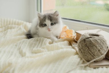 Şirin gri tüylü kedi yavrusu. Yaklaş.