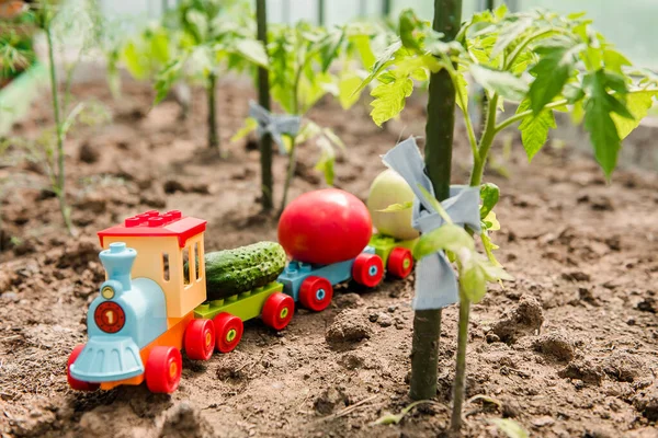 온실에 토마토와 오이를 생산하는 아이들이 야채를 — 스톡 사진