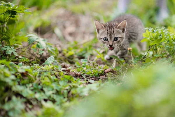 Küçük sevimli gri kedi yavrusu ağaçta oynuyor.