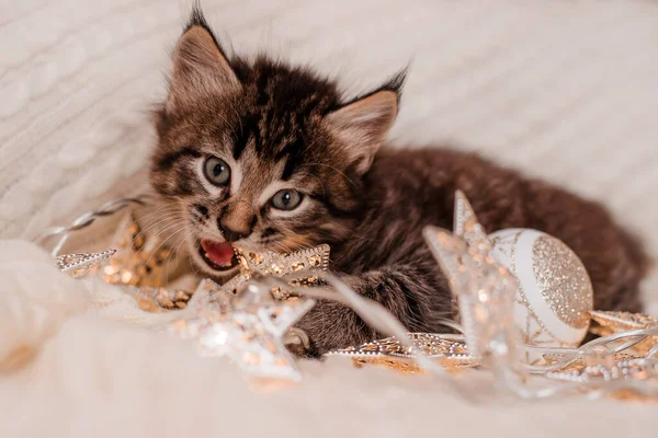 Pequeno Bonito Cinza Gatinho Britânico Gata Dormir Branco Xadrez Lado — Fotografia de Stock