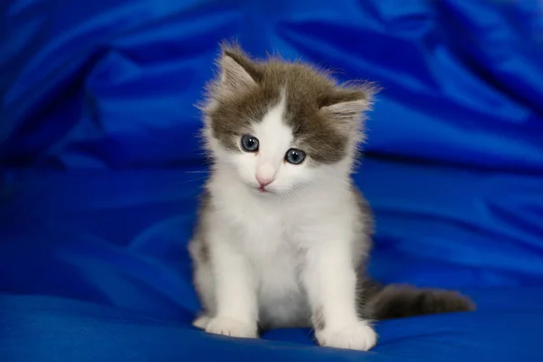 Niedlichen Flauschigen Grauen Kätzchen Katze Sitzt Auf Isolierten Blauen Hintergrund — Stockfoto