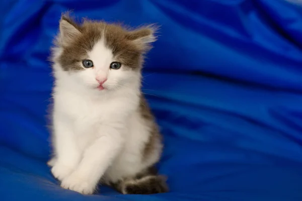 可爱的绒毛灰猫坐在孤立的蓝色背景上 — 图库照片