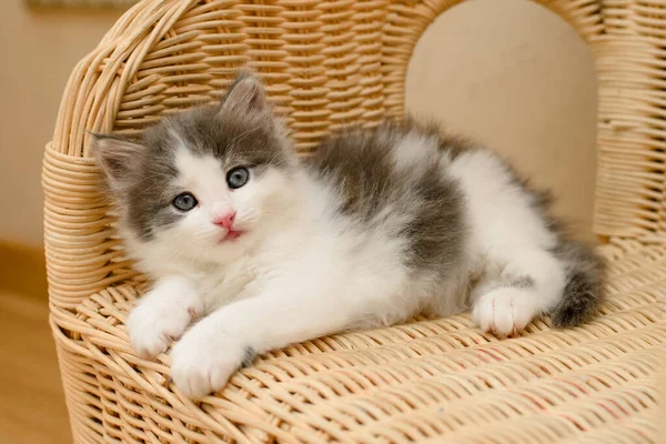 Χαριτωμένο Γκρι Χνουδωτή Γάτα Γατάκι Closeup — Φωτογραφία Αρχείου