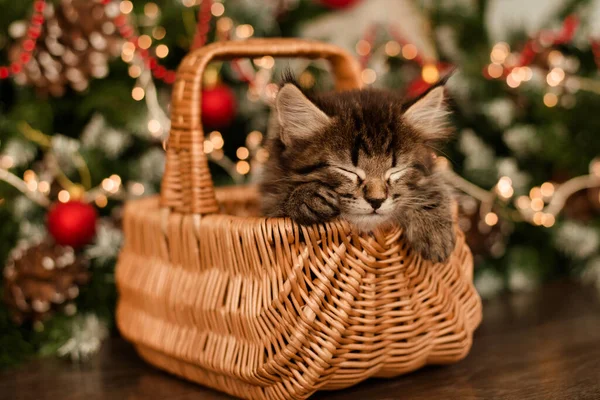 Niedliches Kleines Graues Kätzchen Liegt Der Nähe Des Neujahrsbaums Neujahrsthema — Stockfoto