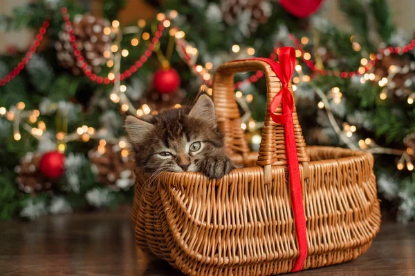 Kleines Braunes Flauschiges Kätzchen Sitzt Einem Holzkorb Mit Roter Schleife — Stockfoto