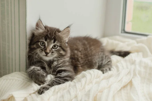 Söt Brun Kattunge Katt Ligger Vit Rutig Tittar Kameran Nära — Stockfoto