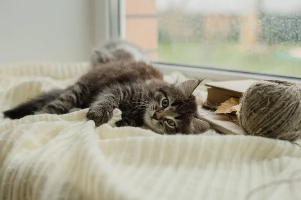 Kucing Lucu Coklat Terletak Pada Plaid Putih Melihat Kamera Dekat — Stok Foto