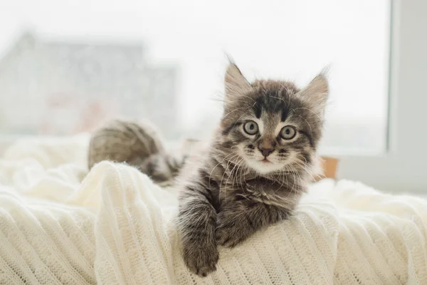 Schattig Bruin Katje Ligt Een Wit Ruitje Kijkend Naar Camera — Stockfoto