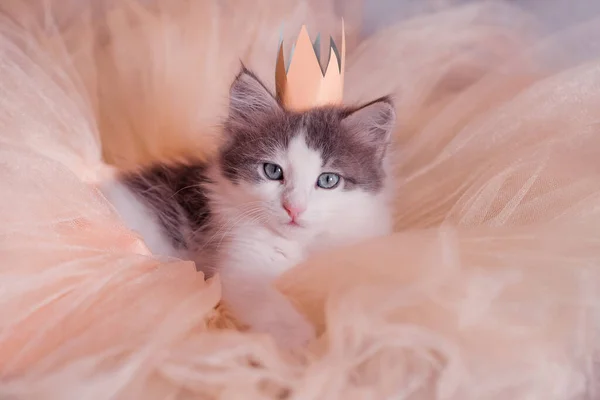 Gatinho Cinza Pequeno Bonito Encontra Imagem Uma Princesa Com Uma — Fotografia de Stock