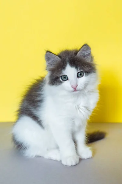 かわいいグレーの子猫猫がカメラを見て孤立した黄色の背景に座って — ストック写真