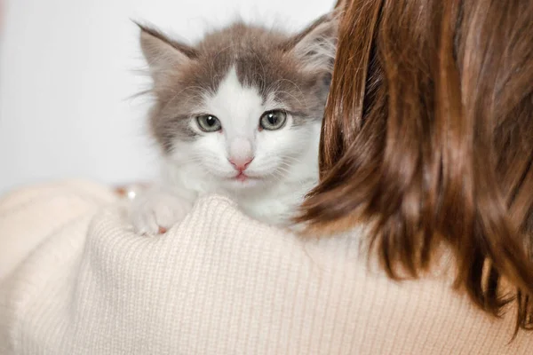 Niedliche Weiße Katzenkätzchen Auf Einem Isolierten Weißen Hintergrund Mit Blauen — Stockfoto