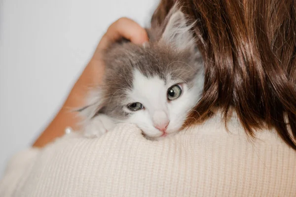 Niedliche Weiße Katzenkätzchen Auf Einem Isolierten Weißen Hintergrund Mit Blauen — Stockfoto