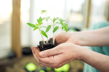 Genç yeşil bitkiler seranın arka planında ellerinde domates fideleri