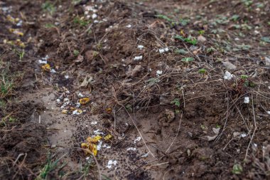 Gübre yataklarında çilek bitkisi olan bir yatağın siyah toprağı muz kabuğu ve yumurta kabuğu, bahçe konsepti.