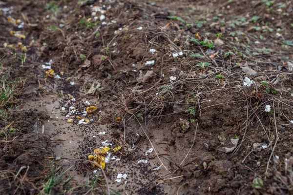 肥料ベッドの上にイチゴの植物とベッドの黒い土バナナの皮と卵の殻 園芸の概念 — ストック写真