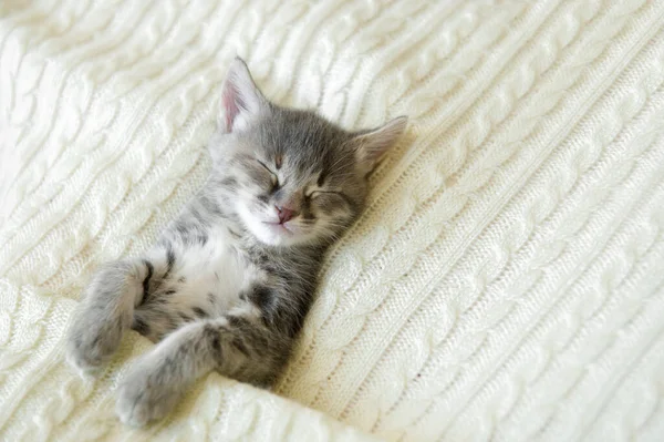 Carino Piccolo Gatto Grigio Gattino Dorme Plaid Bianco Sulla Schiena — Foto Stock