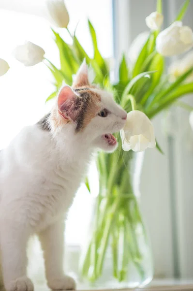 Schattig Pluizig Kat Kitten Snuift Bloemen Wit Tulpen Het Raam — Stockfoto