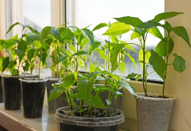 yeşil genç bitkiler tohumlar domates biberler evde, pencere kenarında plastik tabaklarda.