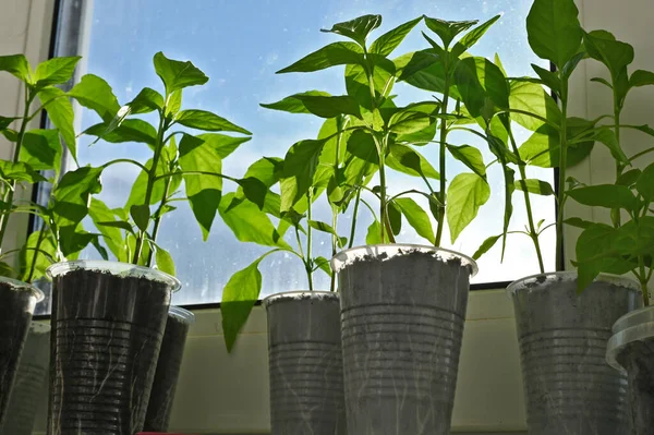 식물에는 토마토 고추를 창가에 일회용 플라스틱 접시에 심는다 — 스톡 사진