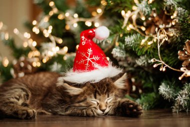 Küçük tüylü kahverengi kedi Noel Baba şapkası içinde Noel ağacının yanında uyuyor.
