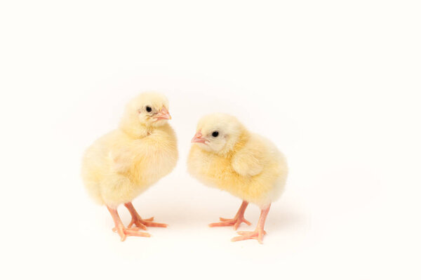 две милые маленькие желтые курицы на белом изолированном фоне с местом для текста
